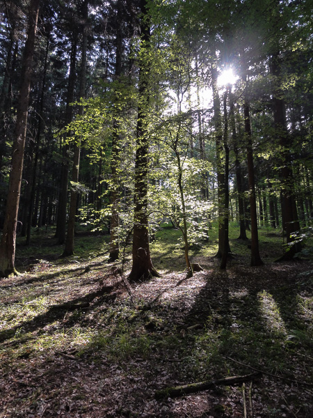 Waldbild gegen die Sonne bei Nittendorf
