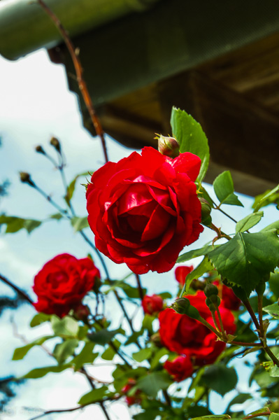 Rose unterm Dach